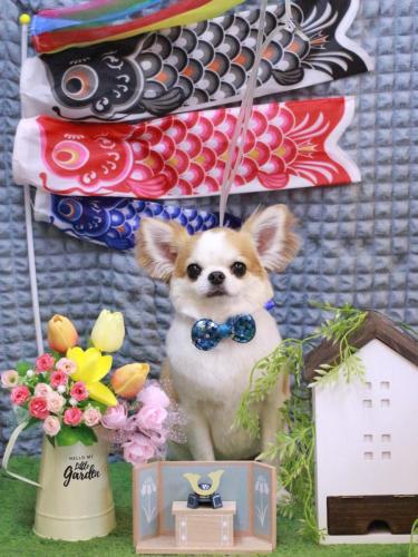 20230509くうくん